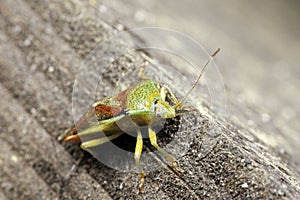 Green stink bug