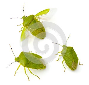 Green Stink Bug photo