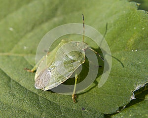 Green stink bug