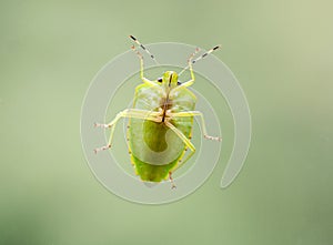 Green Stink Bug