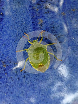 A green stink bug on a blue ceramic bowl