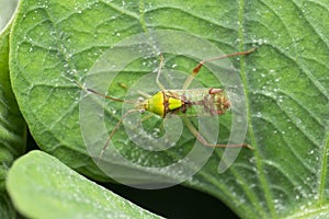 Green stink bug insect  or green soldier bug. Family Pentatomidae, Satara, Maharashtra photo