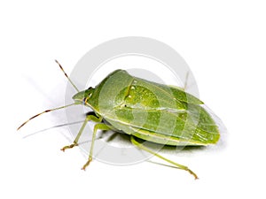 Green Stink Bug photo
