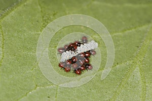 Green Stink Bug Nymphs