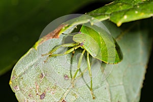 Green Stink bug with yellow stripe