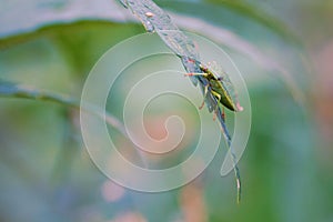 Green stinkbug