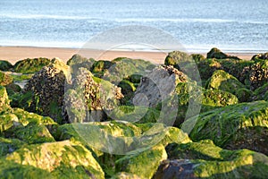 Green Stones at the beach of Zeeland