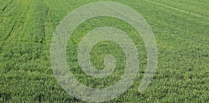 green strands of wheat field growing