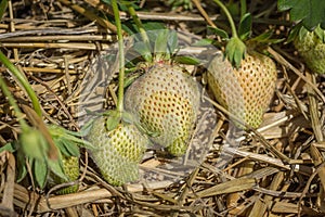 Green strawberries