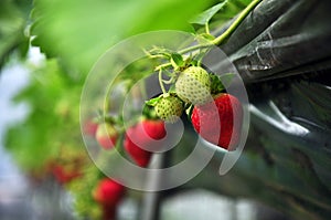 Green strawberries and ripe strawberries, strawberry garden