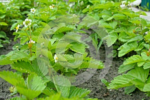 Green strawberry bushes