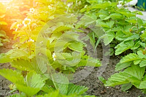 Green strawberry bushes