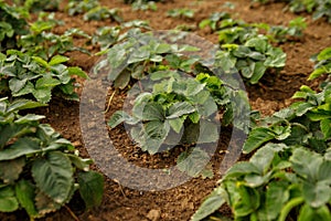 Green strawberry bushes on brown soil