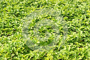 Green strawberry bushes. Growing strawberries in open field