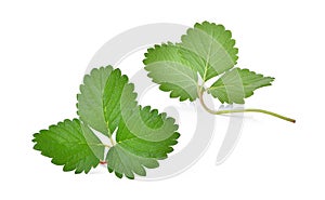 Green strawberry leaf isolated on the white