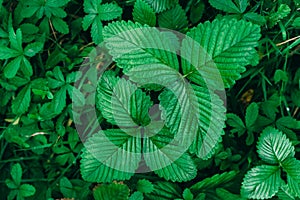 Green strawberry leaves as background. Beautiful texture of wet leaves. Top view. Copy space. Can use as banner