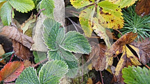 Green strawberry leaves covered with ice crystals. The frost on