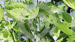 Green strawberry leaves hanging on a bush while growing in the garden on a sunny day.