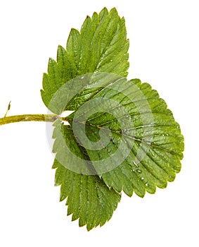 Green strawberry leaves. Isolated on white