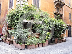 Green street corner in Rome