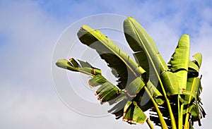 Green Strelitzia nicolai leaves or Wild banana or White bird of paradise plant over blue sky outdoors.Tropical plats concept.