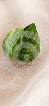 The green strip leaf isolated by white background.