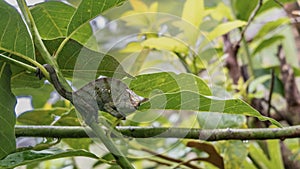 A green striped chameleon lurked among the foliage.