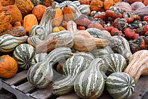 Green Striped Crookneck Squash