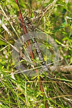 Canada Darner Dragonfly - Aeshna canadensis