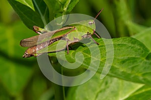 Green-striped Grasshopper - Chortophaga viridifasciata