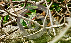Green striped iguana crawls along tree trunk in mangrove swamp photo