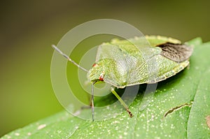 Green Striped Shield Bug Or Stink Bug