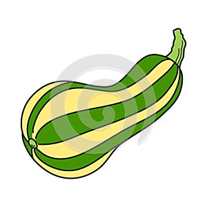 Pumpkin squash. Cute hand drawn illustration vector.