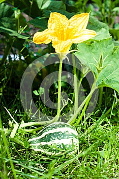 Green striped warty pumpkin on a bush in the garden