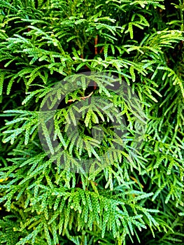 Green structure from branches of a thuja.