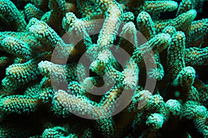 Green Stylophora Branching Hard Coral
