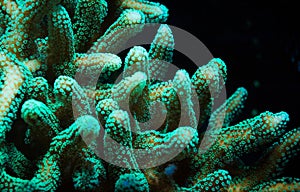 Green Stylophora Branching Hard Coral