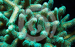 Green Stylophora Branching Hard Coral photo