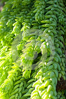 Green succulent background