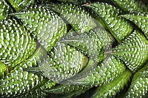 Green succulent background