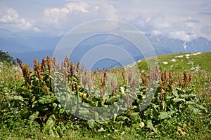 Green succulent bushes of horse sorrel against the backdrop of the mountains.