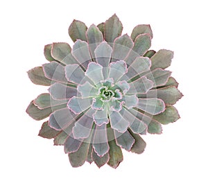 Green succulent cactus flower pink wavy edge tropical plant top view isolated on white background, clipping path