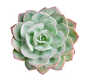 Green succulent cactus flower plant top view isolated on white background, path