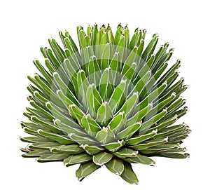 Green succulent cactus flower tropical plant isolated on white background, clipping path