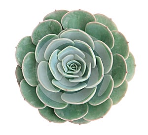 Green succulent cactus flower tropical plant top view isolated on white background, clipping path