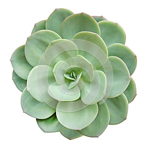 Green succulent cactus flower tropical plant top view isolated on white background, clipping path