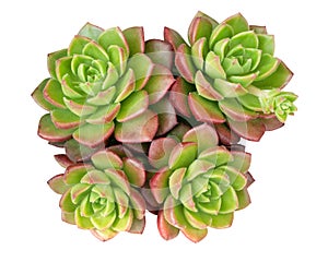 Green succulent cactus flower tropical plant top view isolated on white background, clipping path