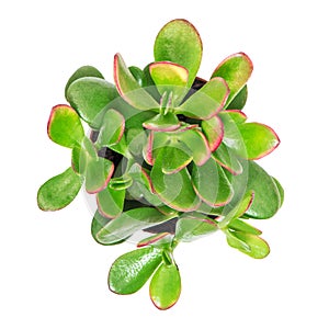 Green succulent cactus plant isolated white background