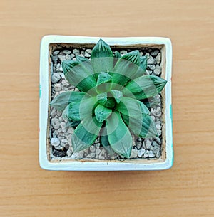 Green succulent in a clay pot and pebbles. Top view of in house plant.