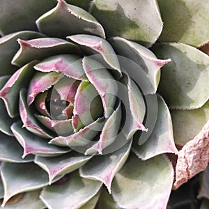 Green Succulent, Denver, Colorado, Autumn